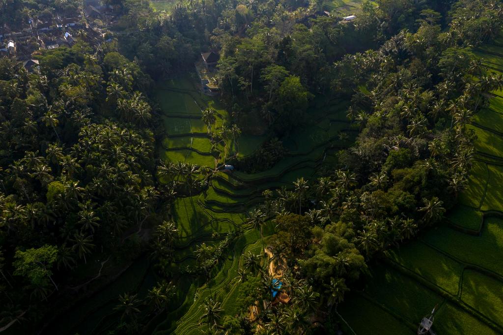 Lush green rice terraces in Bali, Indonesia