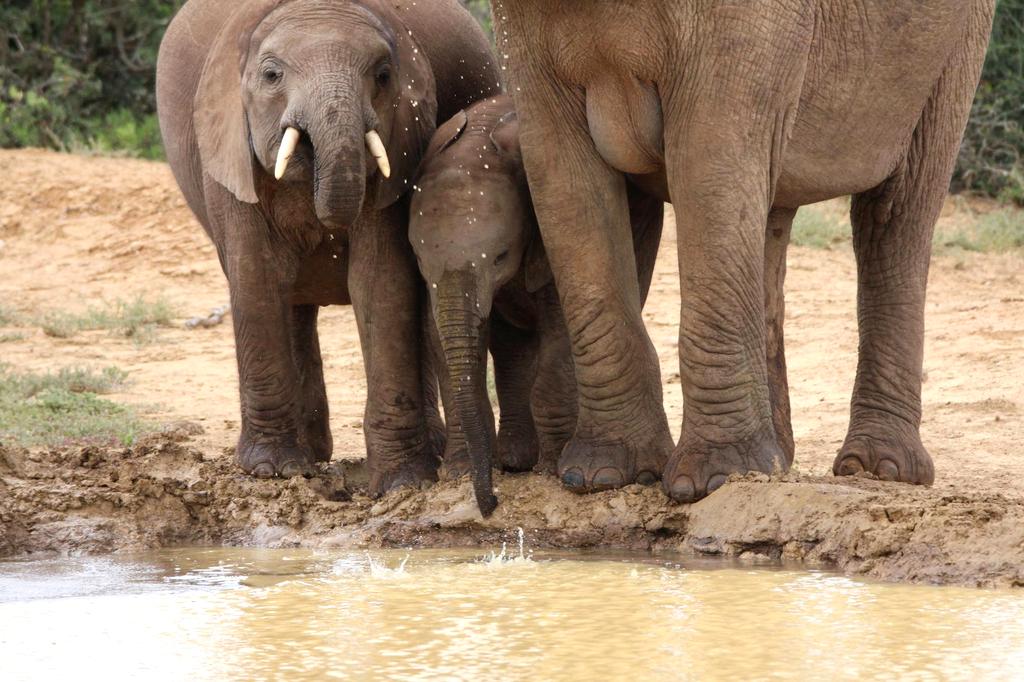 Elephant family crossing savanna during African safari